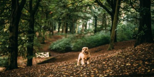 Babesiose oder Hundemalaria