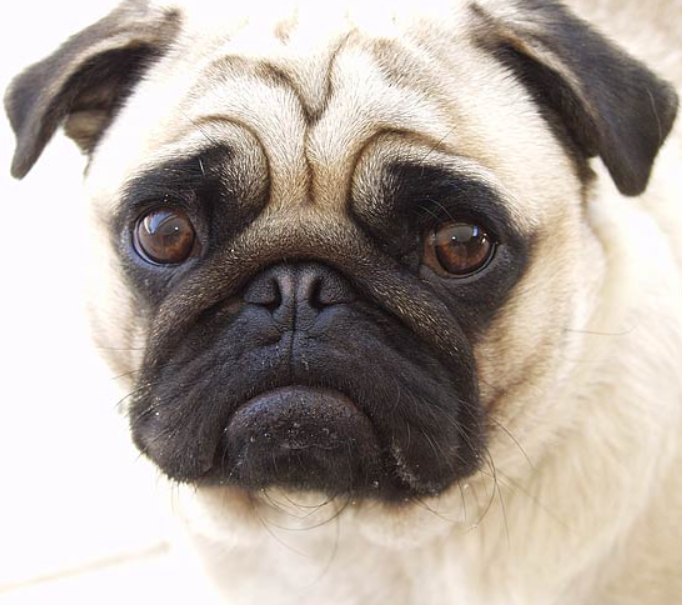 DER MOPS Murtal Landestierschutzverein Steiermark