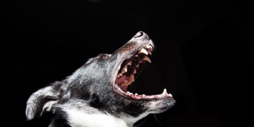 Zahnbehandlung beim Haustier