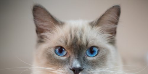 Ragdoll Katzen