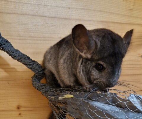 Chinchilla