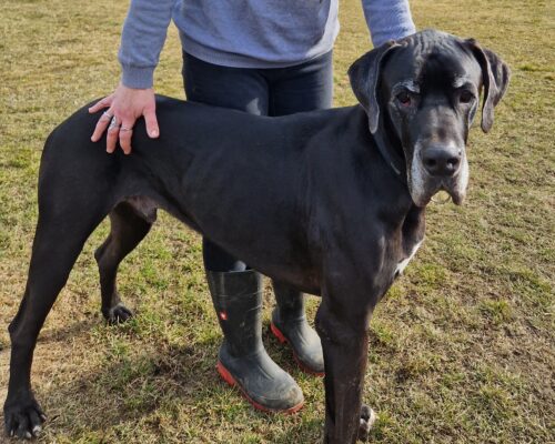 Ares