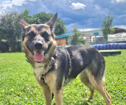 Nala