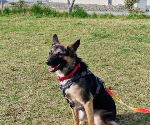 Nala