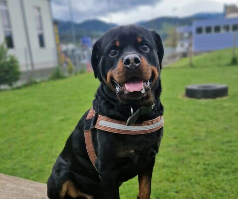 Bruno