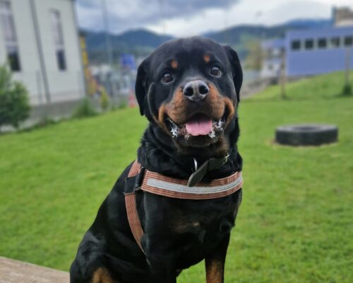 Bruno