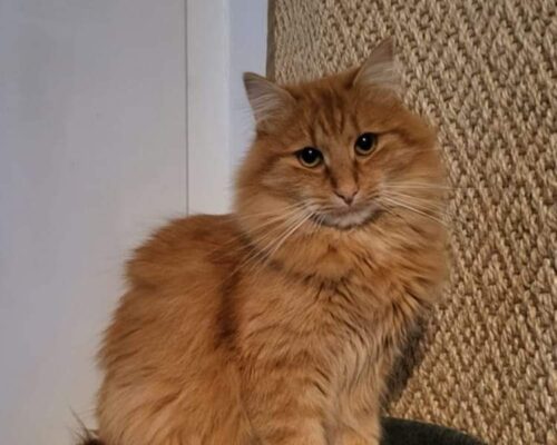 Maria Buch Simba