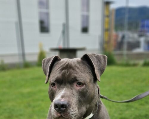 Zeus