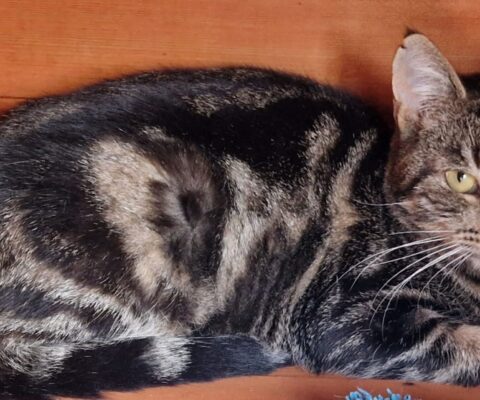 10323 Theo