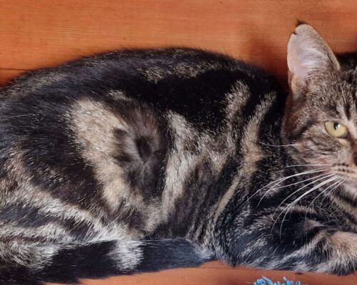 10323 Theo