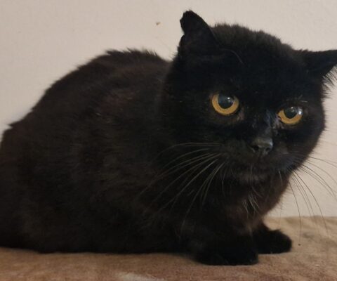 10535 Minou