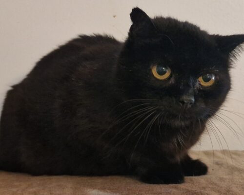 10535 Minou
