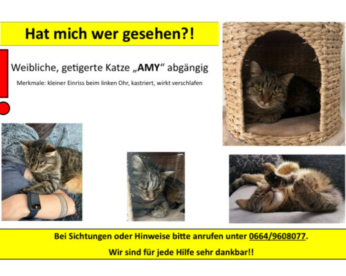 Leoben Amy