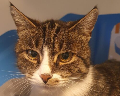 10555 Missy