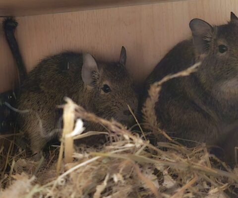 Degu- Schwestern