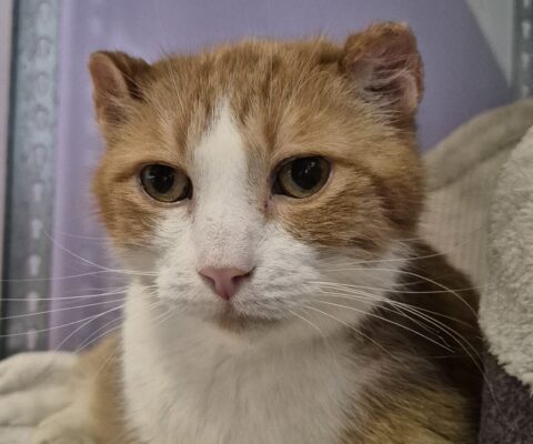 11027 Otto