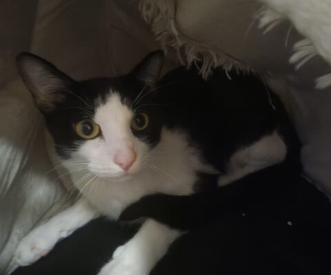 11224 Loui