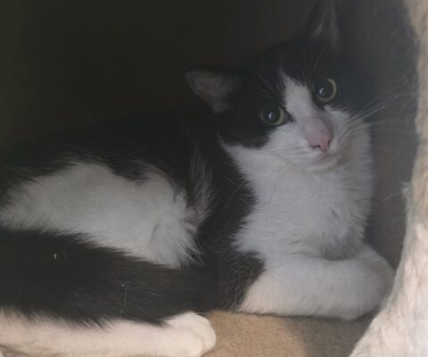 11215 Bella
