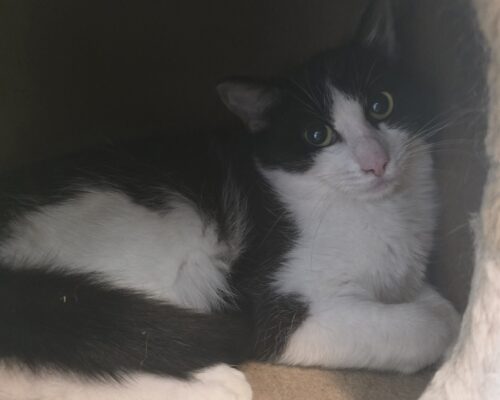 11215 Bella