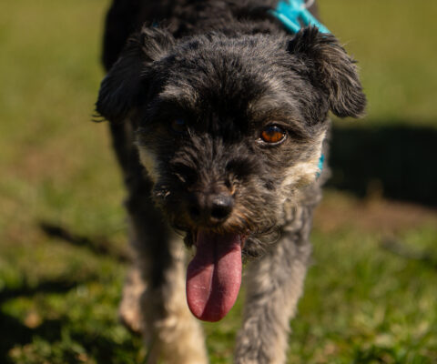 Frieda
