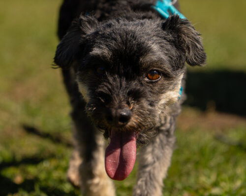 Frieda