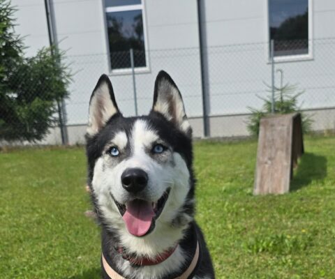 Loki