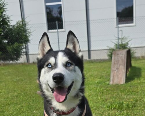 Loki