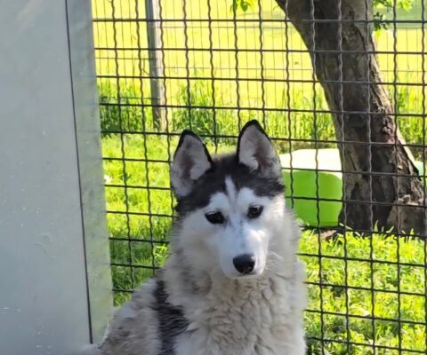 Ronja