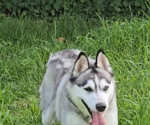 Nova
