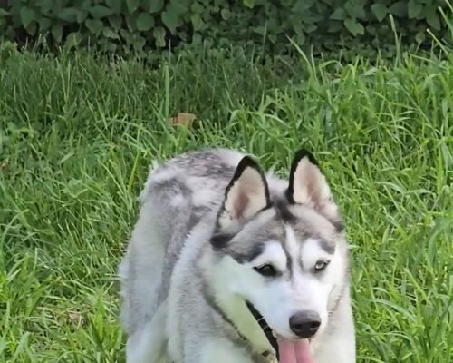 Nova