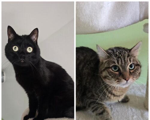 11325 Puma & 11326 Luna