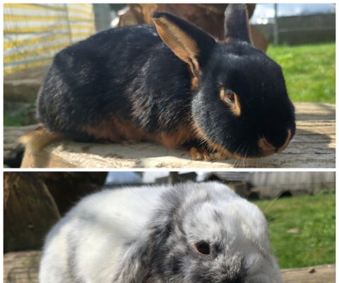 11355 Minnie & 11356 Micky