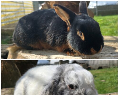11355 Minnie & 11356 Micky