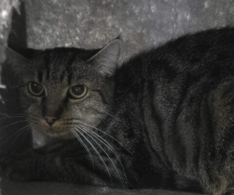 11232 Ronja