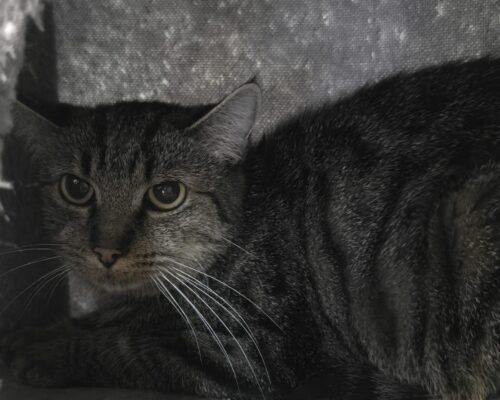 11232 Ronja