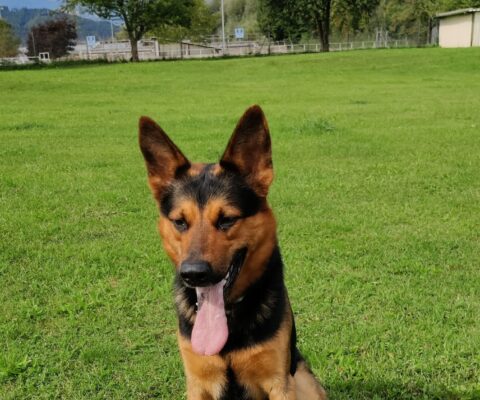 Balu