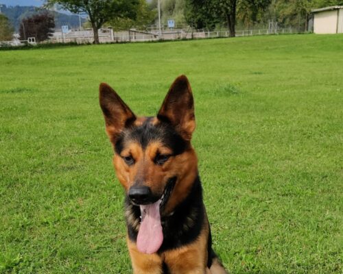 Balu