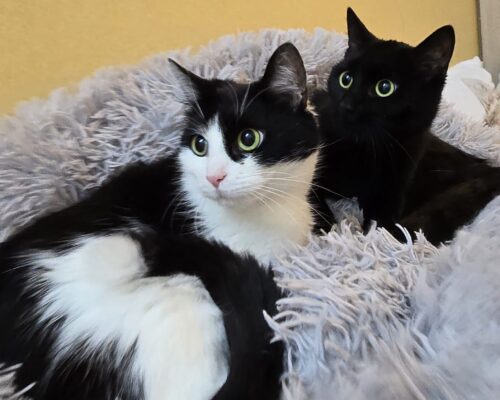 11374 Hanni & 11375 Nanni