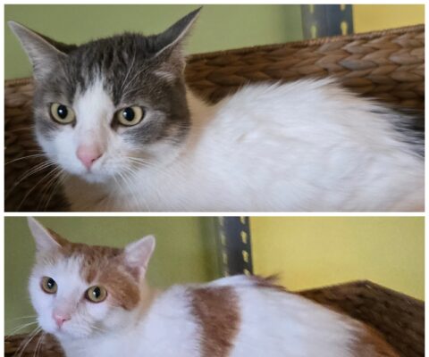 11468 Ninja & 11469 Lollie