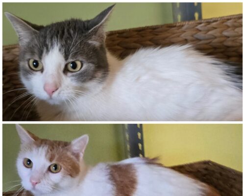 11468 Ninja & 11469 Lollie