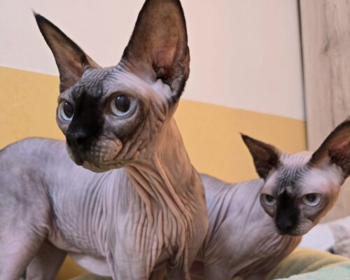 11463 Shakria & 11464 Naomi