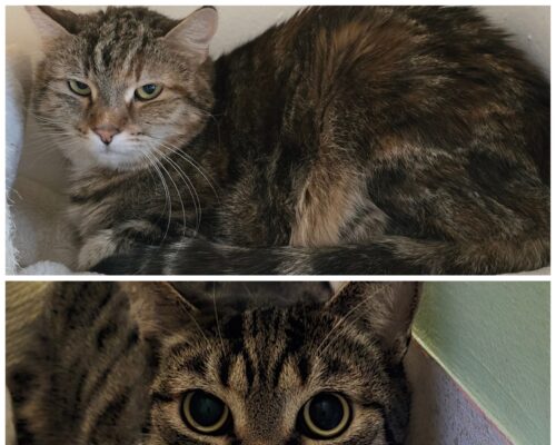 11509 Nala & 11510 Simba