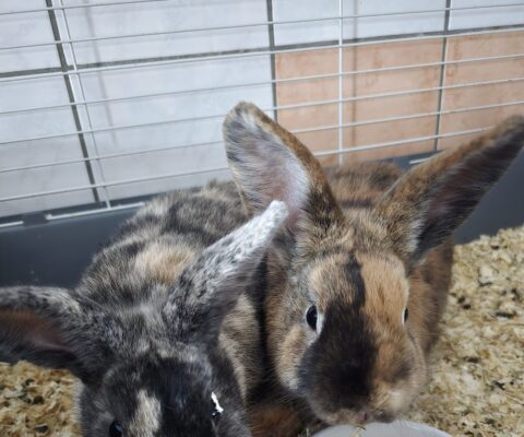 11435 Sandos & 11436 Serbi