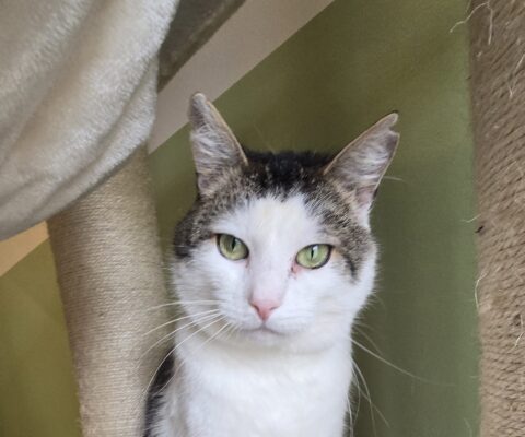 11547 Flecki & 11548 Tiger