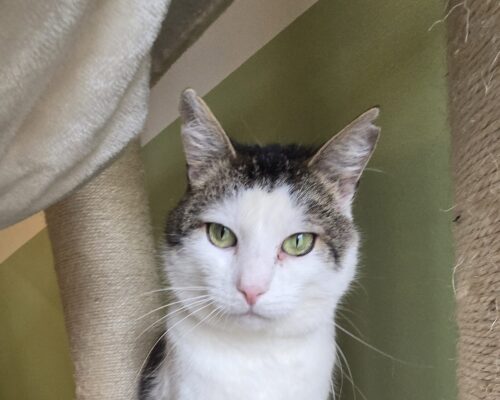 11547 Flecki & 11548 Tiger