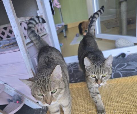 11557 Berti & 11558 Barny
