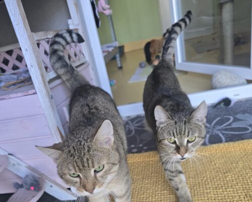 11557 Berti & 11558 Barny
