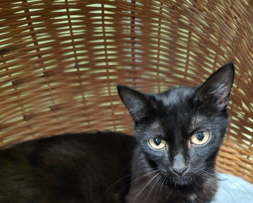 11572 Bonnie