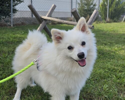 Filou