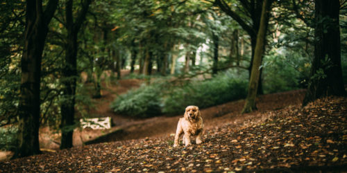 Babesiose oder Hundemalaria